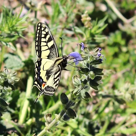 Papilio *